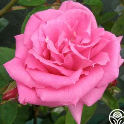 Heirloom Roses Zéphirine Drouhin Online