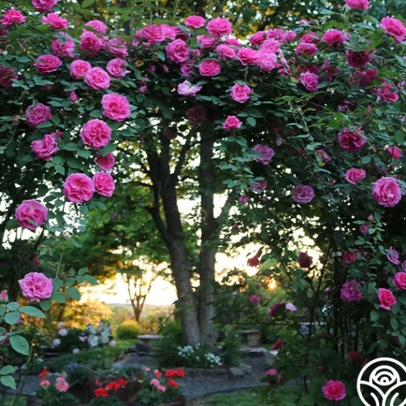 Heirloom Roses Zéphirine Drouhin Online