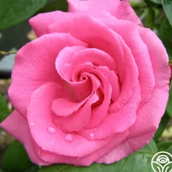 Heirloom Roses Zéphirine Drouhin Online