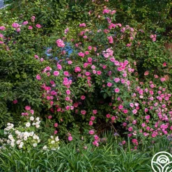 Heirloom Roses Zéphirine Drouhin Online