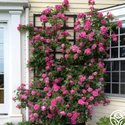 Heirloom Roses Zéphirine Drouhin Online