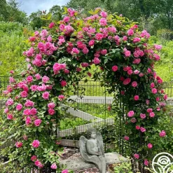 Heirloom Roses Zéphirine Drouhin Online