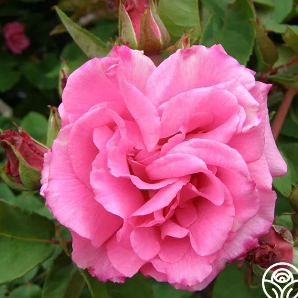 Heirloom Roses Zéphirine Drouhin Online
