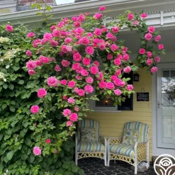 Heirloom Roses Zéphirine Drouhin Online